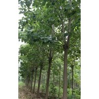 基地直銷楸樹梓樹各種規(guī)格