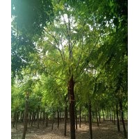 大量銷(xiāo)售香花槐