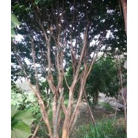 嵊州協(xié)燦苗木供應櫸樹無患子羽毛楓雞爪槭紅楓垂絲海棠八月桂櫻花