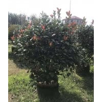 供應(yīng)80-150冠紅葉石楠球袋苗假植苗