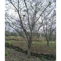 供應(yīng)精品羽毛楓櫻花紅梅紅楓雞爪槭桂花無患子欒樹