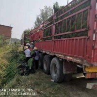 潛江市濕地松苗供應(yīng)_優(yōu)質(zhì)濕地松-隨州希望苗圃