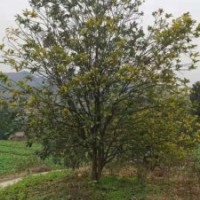 大小低分枝香泡，柚子