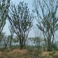 江蘇南京供應(yīng)5公分 6公分 7公分樸樹價(jià)格