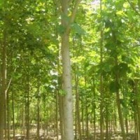 精品 12公分 18公分馬褂木價(jià)格 南京馬褂木產(chǎn)地