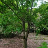 供應(yīng)丹桂金桂八月桂羽毛楓染井吉野櫻雞爪槭紅楓垂絲海棠