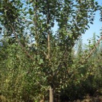 蘋果地徑6-15公分北京大苗圃基地購(gòu)樹(shù)木市排價(jià)