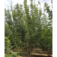 叢生白蠟4-8條北京大苗圃基地購(gòu)樹(shù)木市排價(jià)