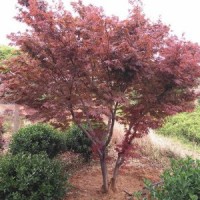 叢生日本紅楓3-6條北京大苗圃基地購樹木市排價(jià)