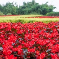 江蘇大花海棠價格 大花海棠低價批發(fā)