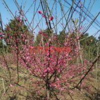 江蘇紅梅樹苗供應