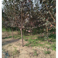 哪里有美人梅 低價(jià)批發(fā) 江蘇直供美人梅