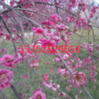 哪里有垂梅 低價批發(fā) 江蘇苗圃貨源