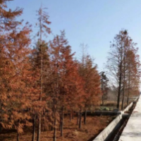 江蘇大量供應(yīng)池杉 哪里有池杉