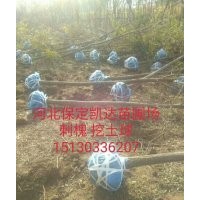 河北保定刺槐什么價(jià)格