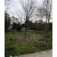 美國紅楓十月光輝