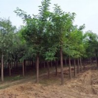 刺槐樹苗多少錢