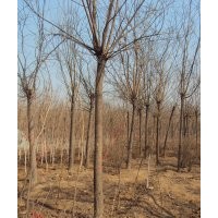山東國槐樹價(jià)格表 速生國槐基地 慶云茂達(dá)苗木