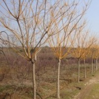 山東低價(jià)出售黃金槐 黃金槐苗木基地 慶云茂達(dá)苗木