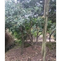 供3-28公分雞爪槭紅楓海棠桂花紅梅櫻花紅葉石楠羽毛楓