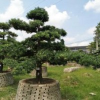 湖南羅漢松、造型羅漢松、精品造型羅漢松