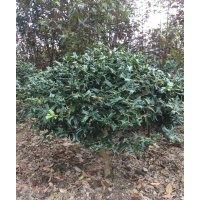 有刺枸骨球、枸骨樹、枸骨造型大量供應(yīng)’