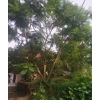 出售，藍(lán)花楹