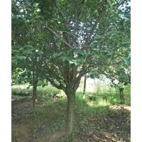 嵊州協(xié)燦供櫸樹(shù)羽毛楓櫻花紅梅紅楓雞爪槭桂花夏鵑