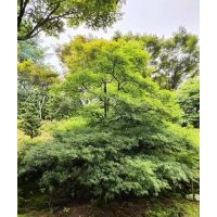 協(xié)燦苗木供羽毛楓櫻花櫸樹(shù)無(wú)患子櫻花紅梅紅楓雞爪槭