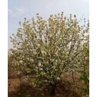 八棱海棠樹河北懷來產(chǎn)地