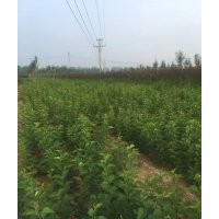 優(yōu)質(zhì)叢生紫丁香100000顆，河南貨源