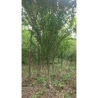 山東綠源苗木供應(yīng)