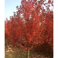 美國(guó)紅楓搶購(gòu)--價(jià)格暴跌