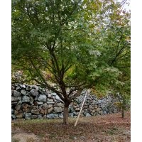 供應叢生紫薇紅梅紅楓雞爪槭羽毛楓染井吉野櫻丹桂金桂八月桂