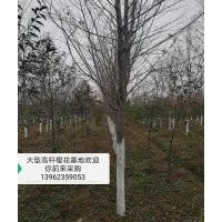 供高桿櫻花13962359053