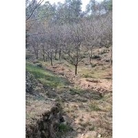 供應精品羽毛楓櫻花紅梅紅楓雞爪槭桂花無患子欒樹香樟