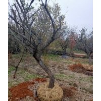 供應叢生紫薇紅梅紅楓雞爪槭日本紅楓羽毛楓染井吉野櫻