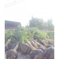 四川銀杏15-35公分白果樹批發(fā)