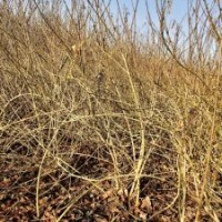 連翹大量供應(yīng)