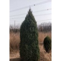 柏樹.望都塔檜,迎春,紅瑞木,大葉黃楊,連翹,丁香,金葉女貞,小葉黃