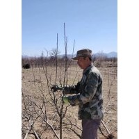 【八棱海棠樹(shù)】八棱海棠價(jià)格,八棱海棠種植基地