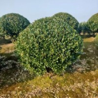 大葉黃楊球胸徑60-200公分 北京大苗圃基地購(gòu)樹(shù)木市排價(jià)