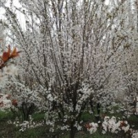 供應(yīng)四川成都高桿低分枝紅葉李紫葉李基地批發(fā)價(jià)格