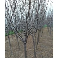 櫻花：3一4公分，約200棵,5一6公分，約300棵,6一7公分，約200棵