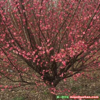 海棠 迎春 紫藤這類樹木為何能在園林綠化中長盛不衰？