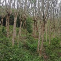 10－15公分藍花楹