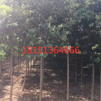 哪里有大葉女貞貨源？ 2019低價供應(yīng)大葉女貞