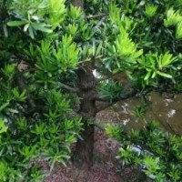 出售臺灣羅漢松