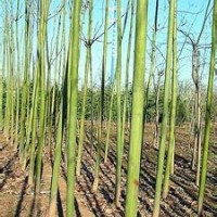 河南10公分15公分青桐產(chǎn)地報價多少