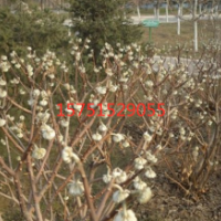 【結(jié)香花】最新結(jié)香樹_價格_圖片_產(chǎn)地報價表